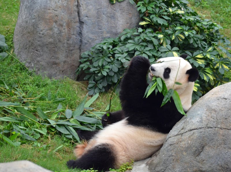 A panda eating at Ocean Park in Hong Kong