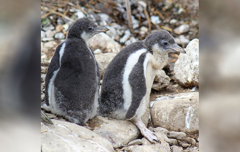 There are 17 species of penguin in the world and Belfast Zoo is home to gentoo and rockhopper penguins