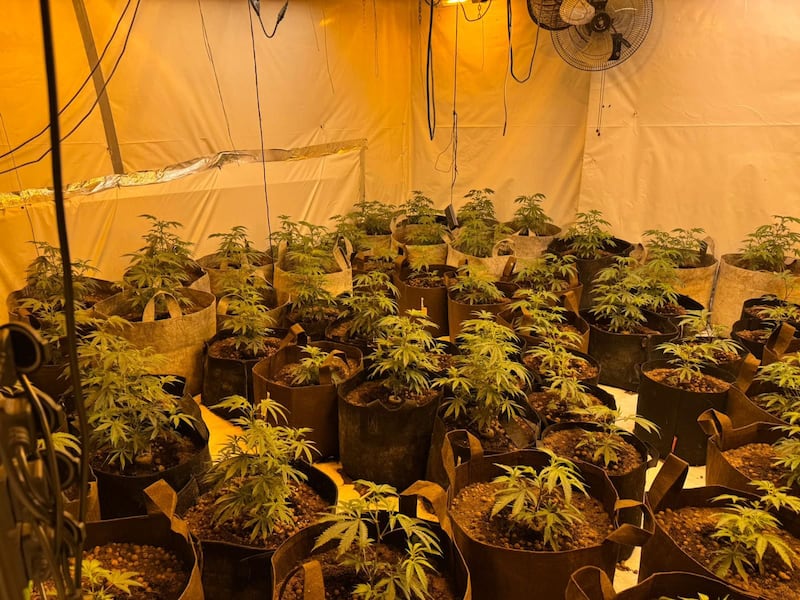 Some of the plants seized following the Newry raid