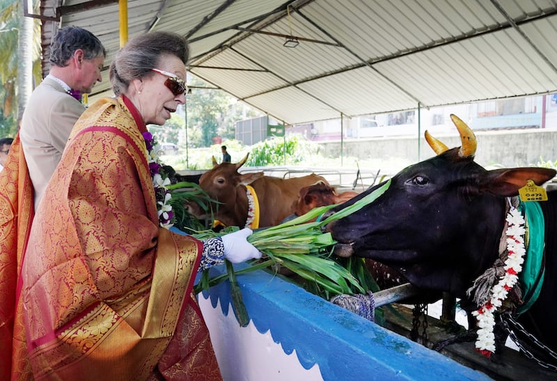 Anne feeds cattle, sacred to Hindus, prior to departing Vajira Pillayar Kovil Hindu temple