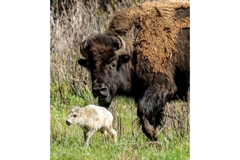 A rare white buffalo calf, reportedly born in Yellowstone National Park’s Lamar Valley (Erin Braaten/Dancing Aspens Photography via AP)