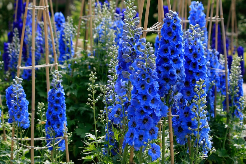 Delphiniums blooming at Alnwick Garden in Northumberland