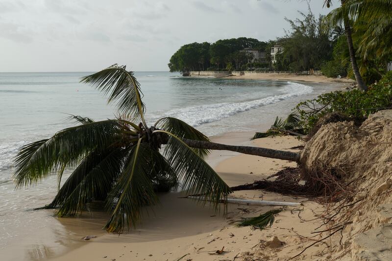 A palm tree uprooted by Hurricane Beryl (AP Photo/Ricardo Mazalan)