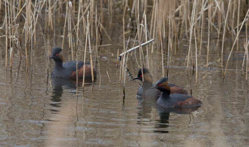 Black necked grebe Podiceps nigricollis, three adults swimming at St Aidan’s RSPB Nature Reserve, West Yorkshire. (Dave Ward/RSPB)