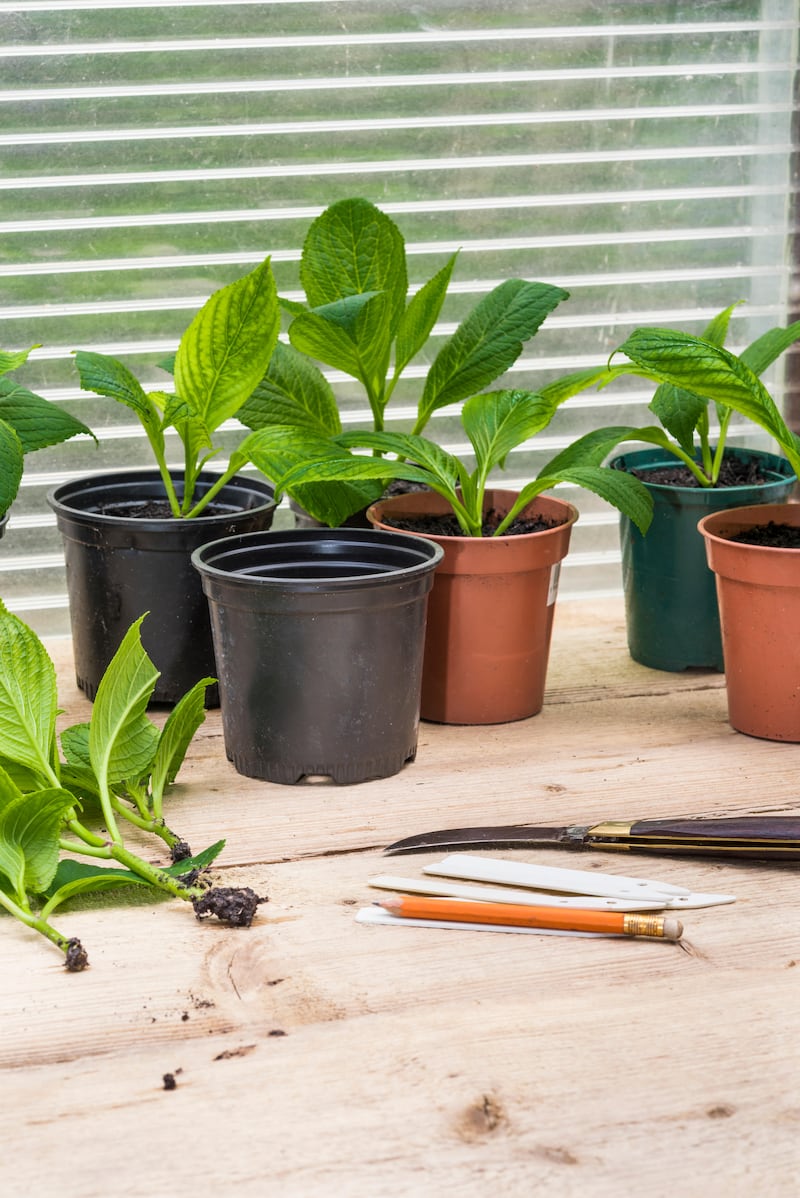 Softwood cuttings of hydrangeas