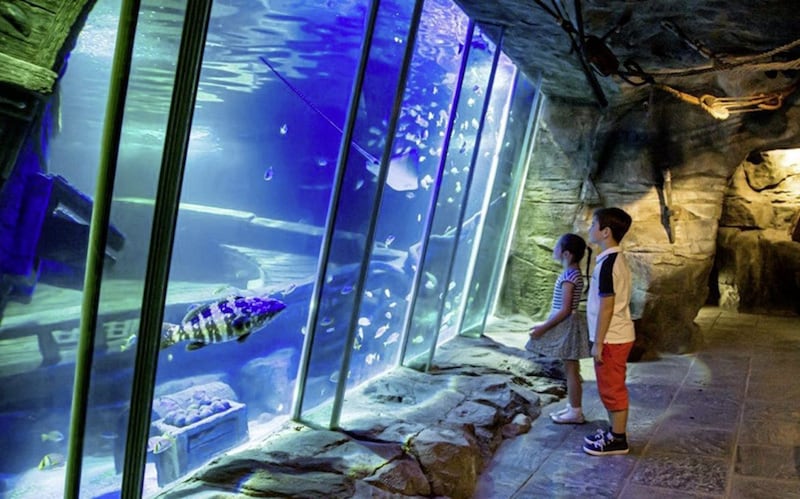 Exploris Aquarium in Portaferry will celebrate World Ocean Day this Saturday 