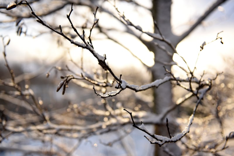 Winter walks