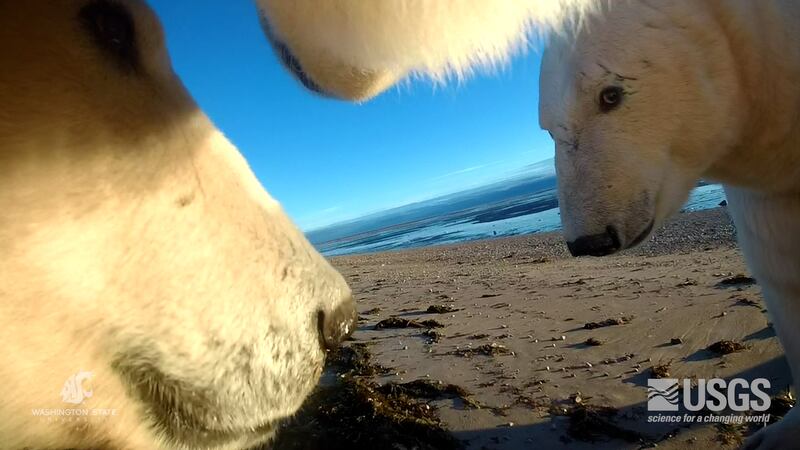 The study used cameras on collars to see what hte polar bears were doing
