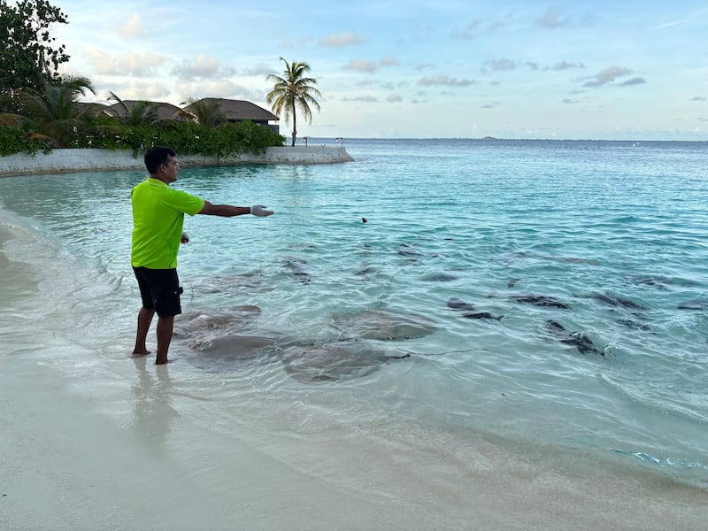 A fish-feeding show