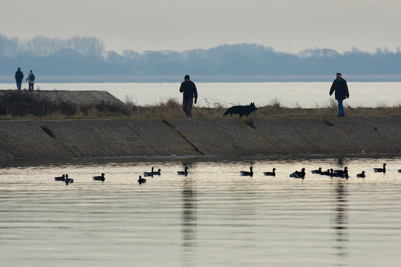 A couple walk their dog past Brent Geese at Farlington Marshes, an area of low lying coastal grazing marsh jutting out into Langstone Harbour near Portsmouth