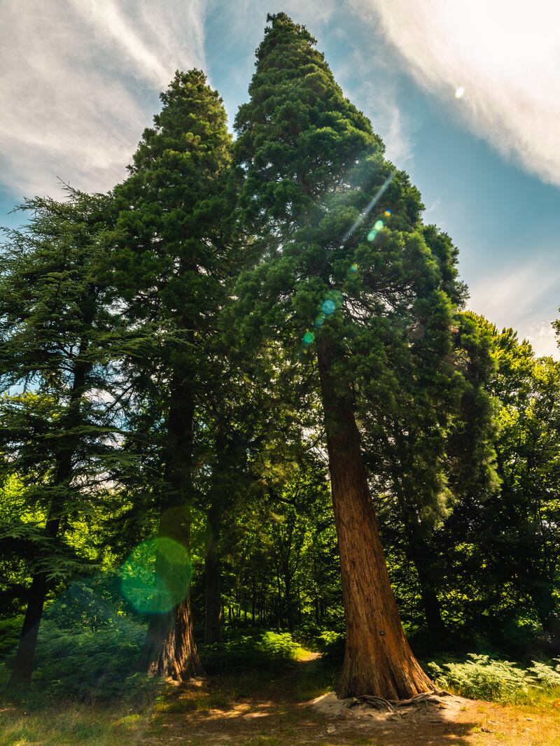 Giant sequoias, like these at Wakehurst Place, are among the UK’s tallest trees