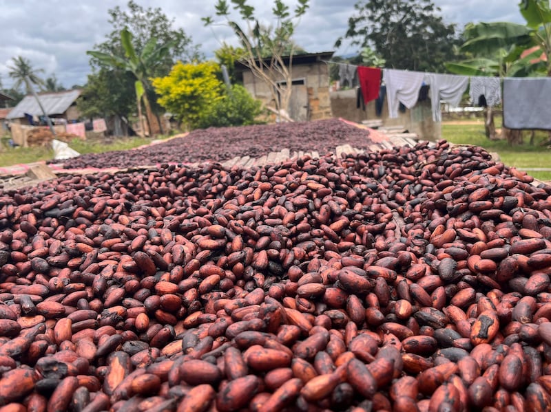 Just 0.3% of cocoa is certified as deforestation-free, the report warned