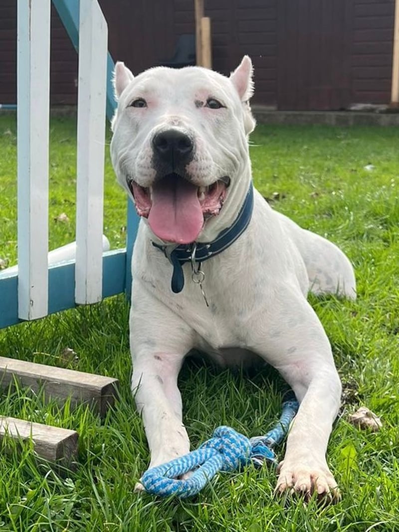 Polo is a five-year-old crossbreed who was found chained on an industrial estate and rescued by the RSPCA (RSPCA)