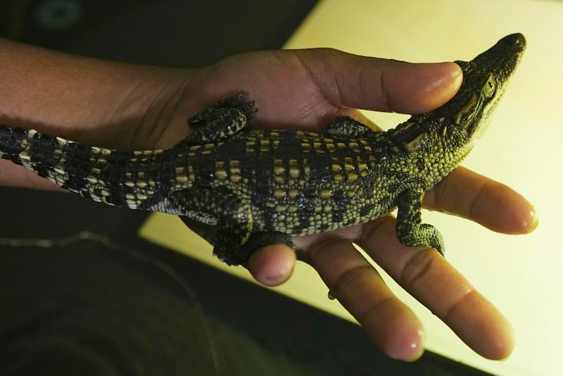 The reptiles had once been thought to be extinct (AP)