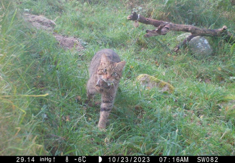 The wildcats were released in the Cairngorms national park