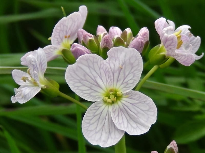 Flowering Lady’s Smock (or cuckoo flower)