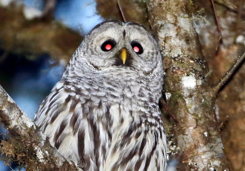 The barred owl has been making its way west where it endangers the smaller spotted owl (AP Photo/Don Ryan, File)