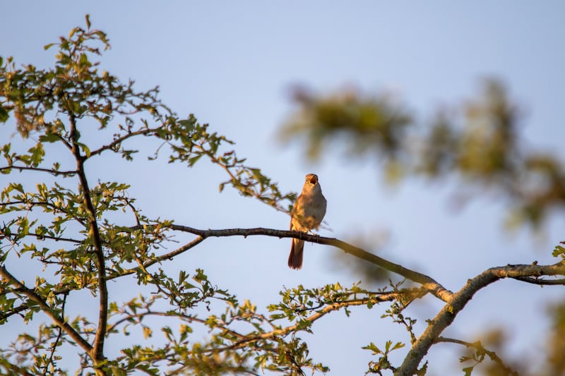 Strawberry Hill has become a haven for rare nightingales