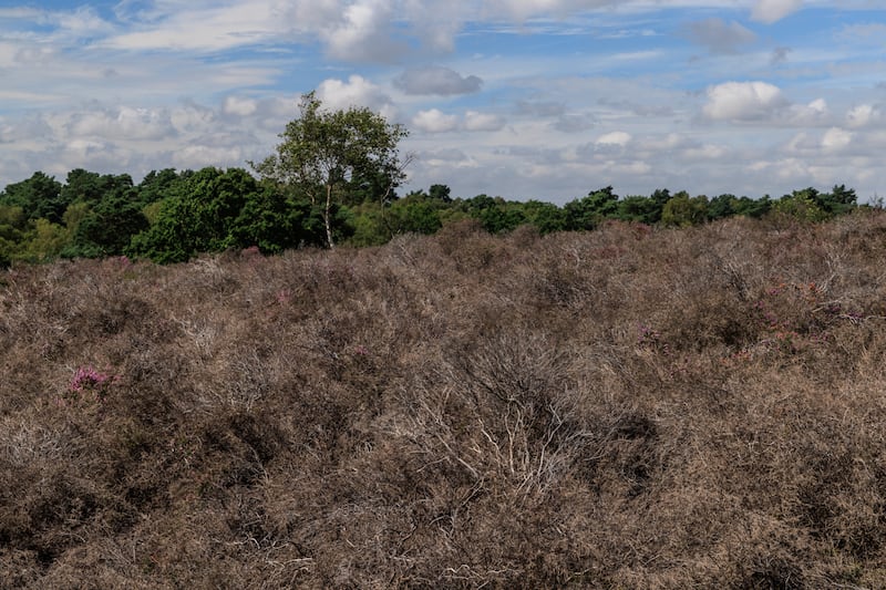 The heathland in 2023, after the extreme heat and drought of 2022.