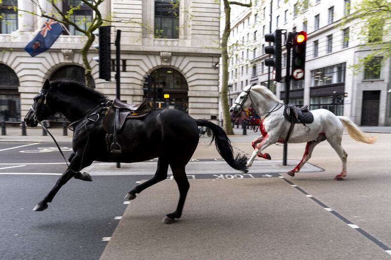 Household Cavalry horses Trojan (Black, left) and Vida (grey) on the loose on the streets of London in April