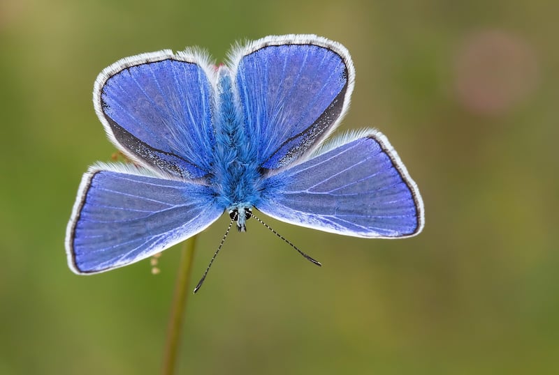 Common blues had their worst summer on record in the count