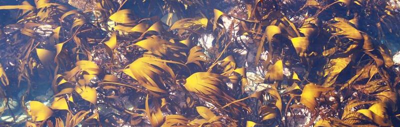 Kelp