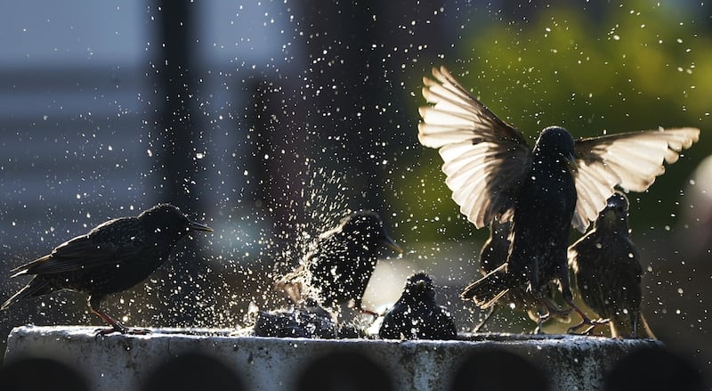 Starlings cool off in a bird bath in Whitley Bay. (Owen Humphreys)