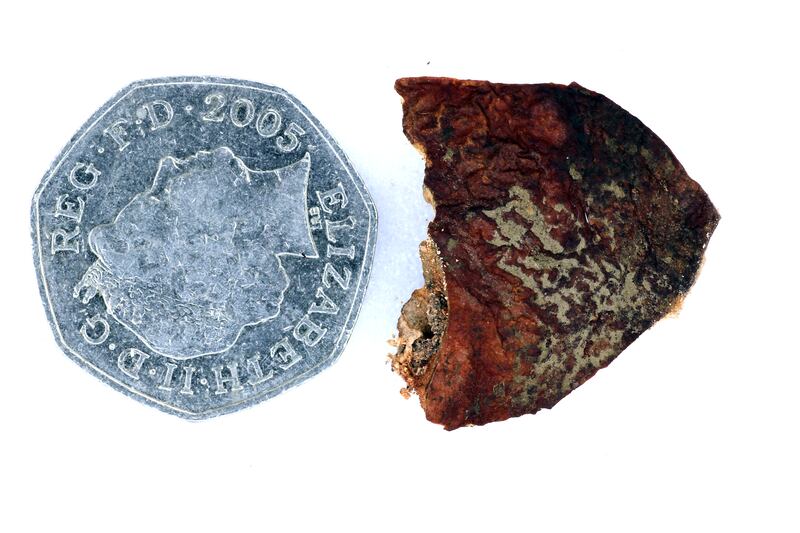 The plant fragment found inside Ashleigh’s boot bag ((Mark Sterling/The Trustees of the Natural History Museum, London)