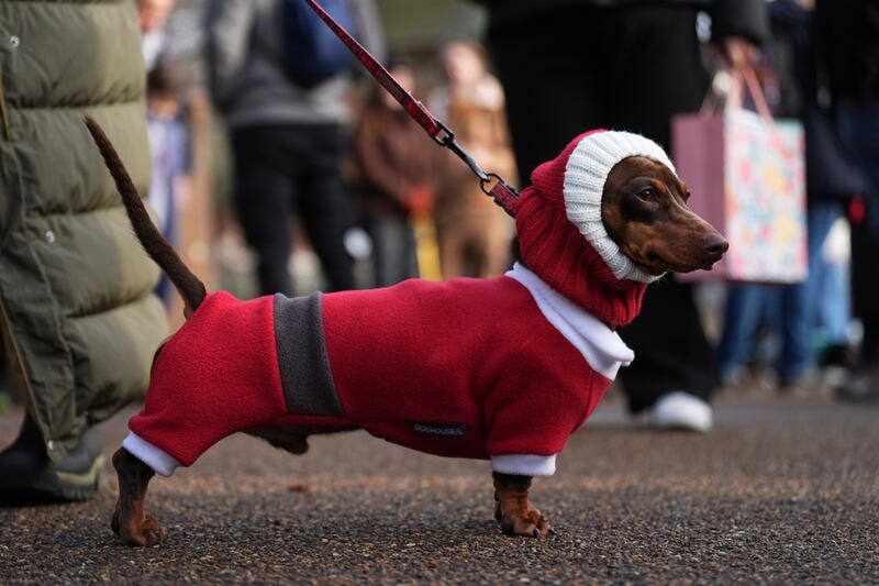 This dachshund was dressed in a full body Santa suit for the walk