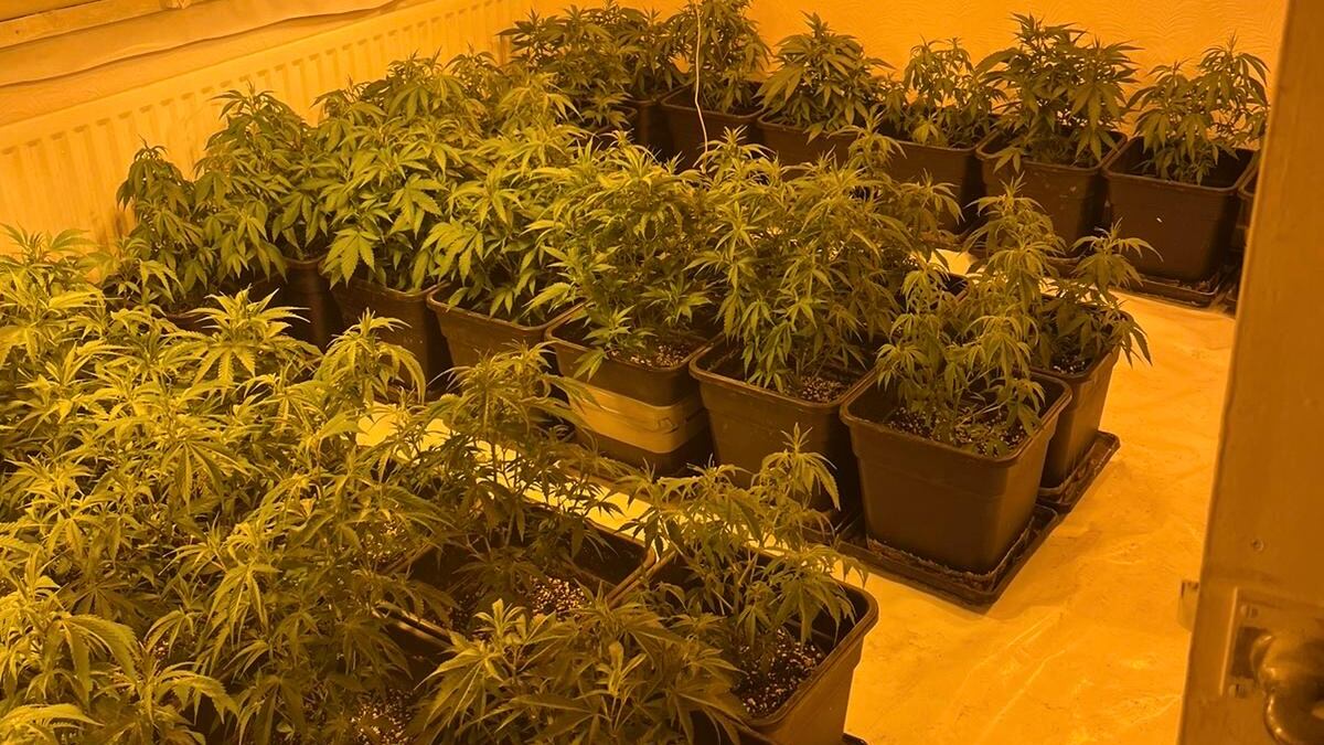 Suspected cannabis plants recovered during a police search in Coalisland, Co Tyrone, on Wednesday.