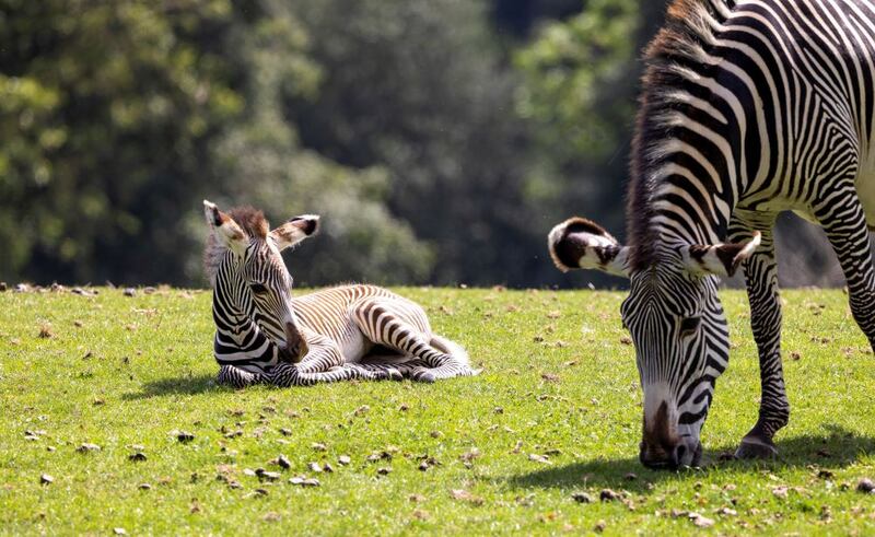 Female zebra foal Yahna is one of a number of new arrivals at the zoo in recent times