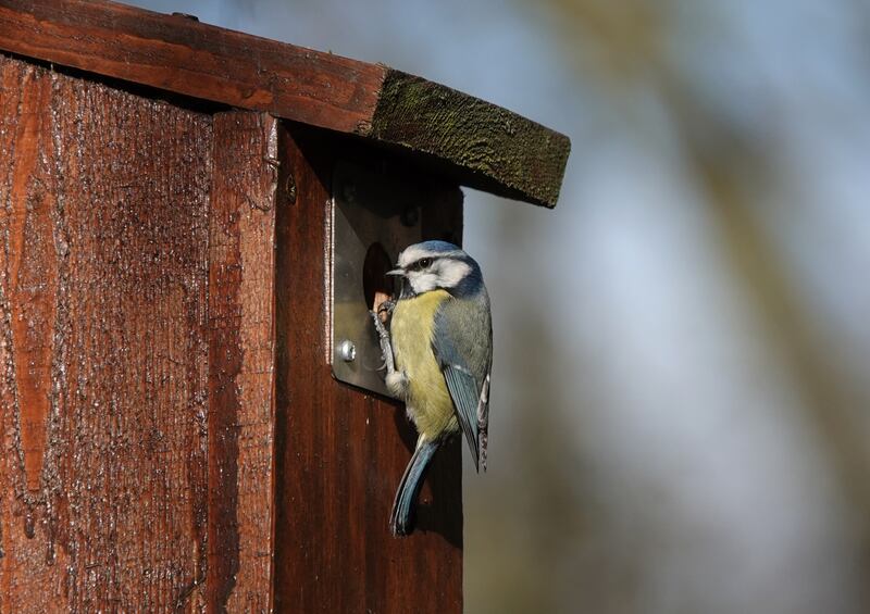 A cute shot of a blue tit perching on the outside of a bird box.