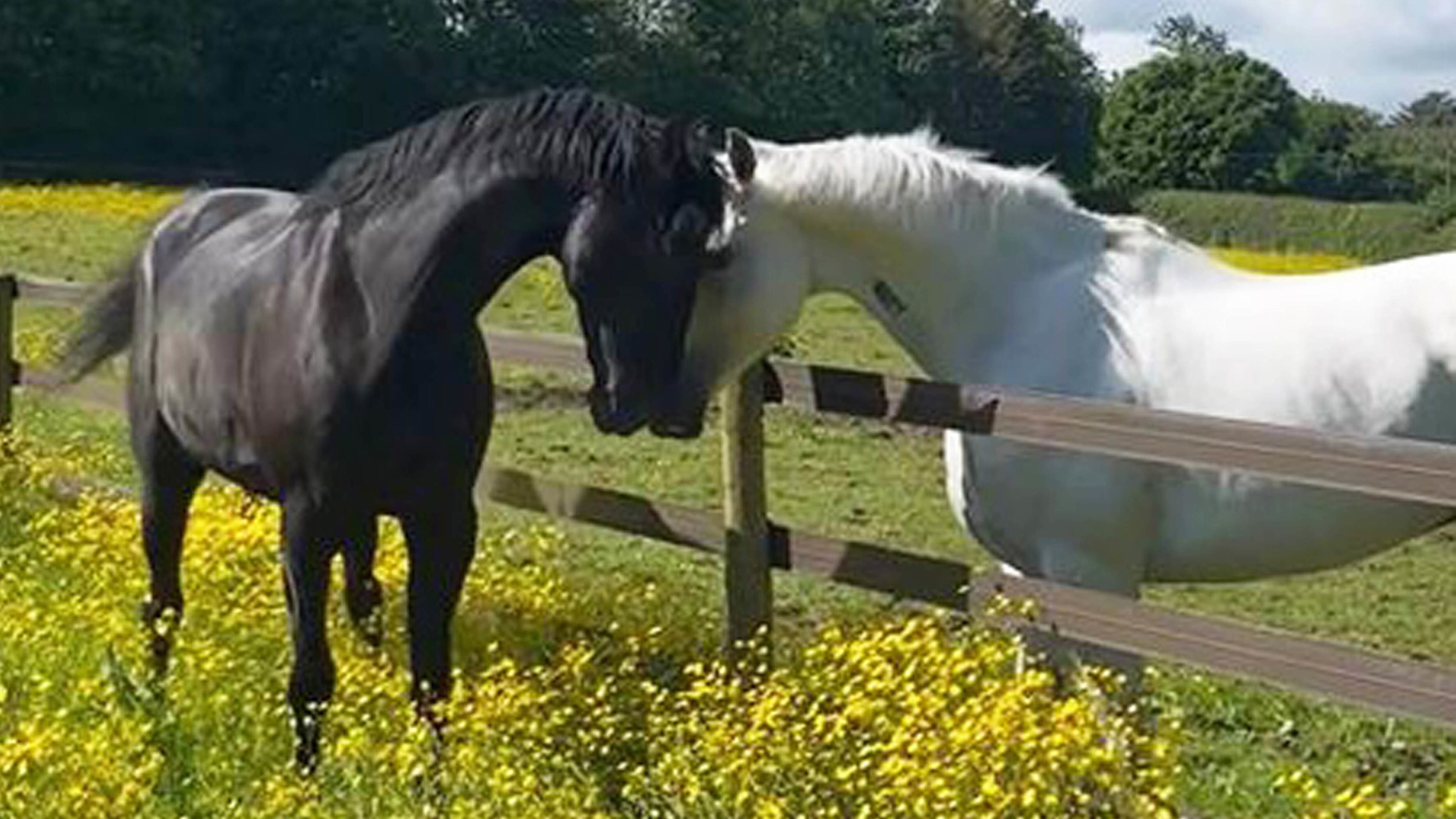 Household Cavalry horses Quaker (black, left) and Vida (grey) making progress in their recovery after bolting through the streets of London in April