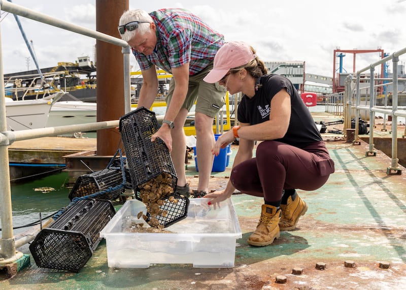 Harriet Rushton and Rod Jones as they inspect the oysters in Portsmouth. (UK MOD Crown copyright)