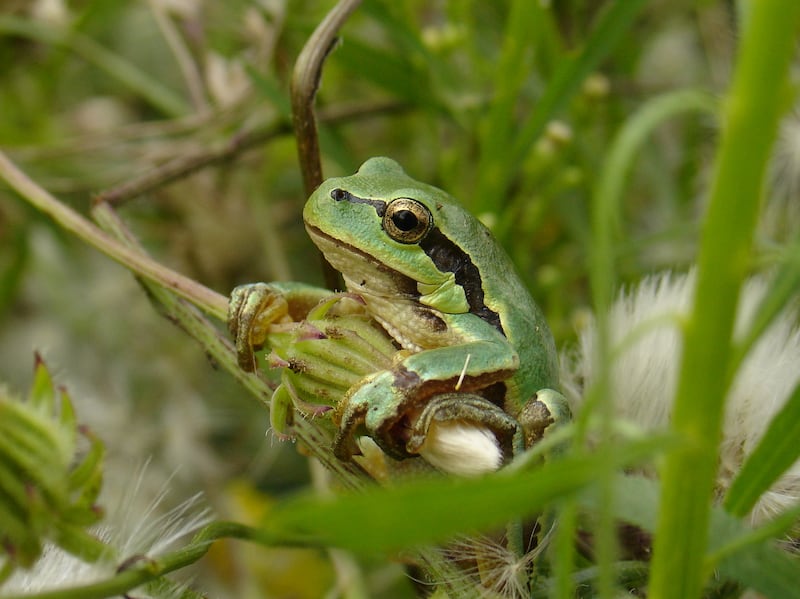 European tree frog, often imported with flowers in the Netherlands. (University of Cambridge)