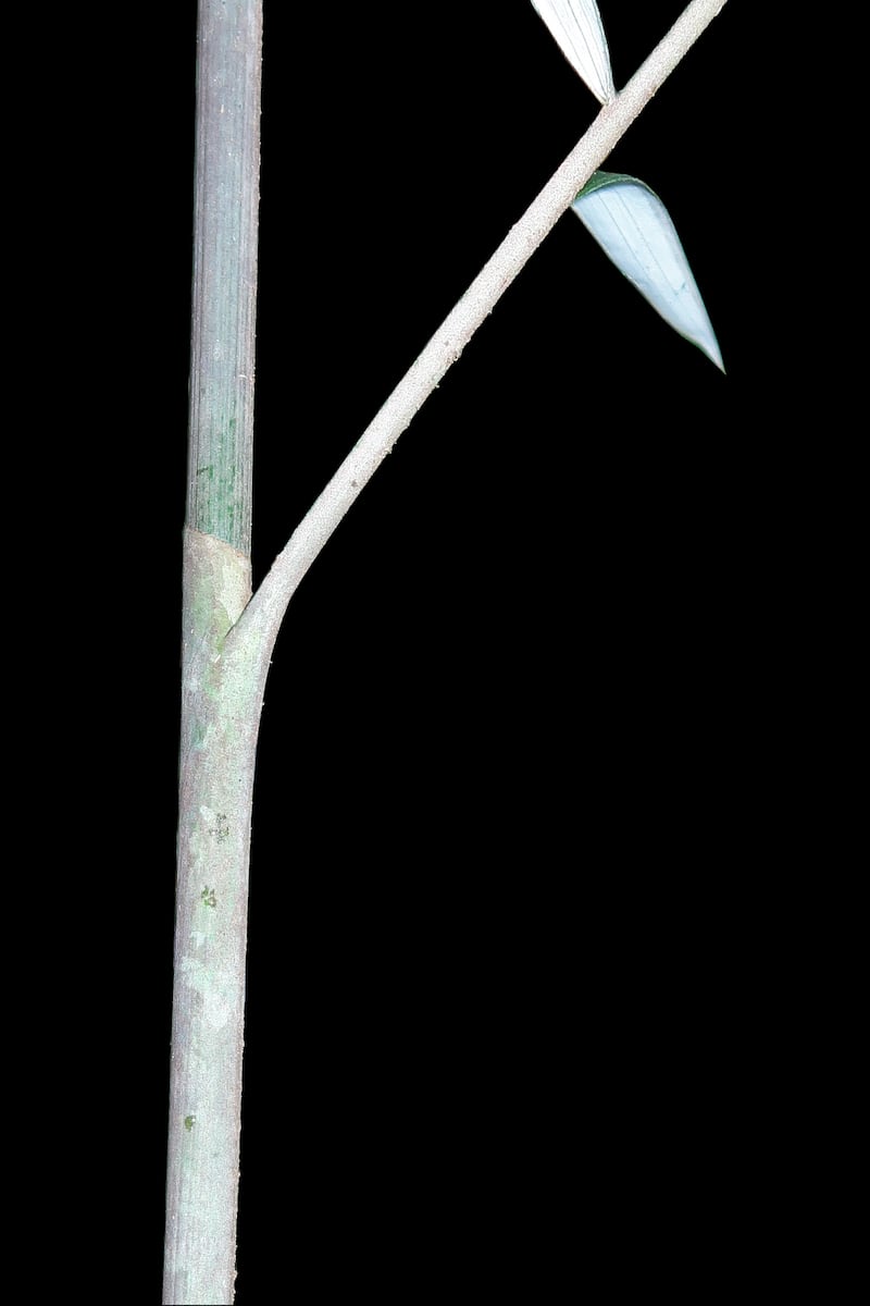 Plectocomiopsis hantu,a ghostly palm from the island of Borneo. (Benedikt Kuhnhäuser)