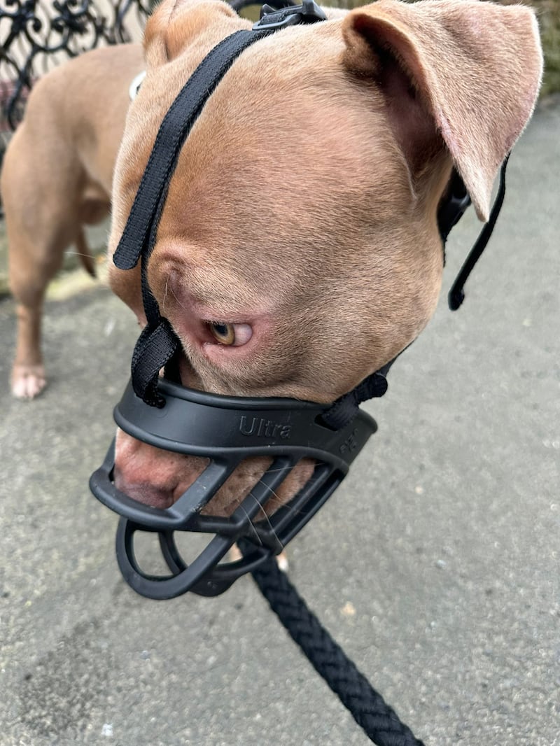 Kerry Heath’s XL bully dog Theo wearing a muzzle