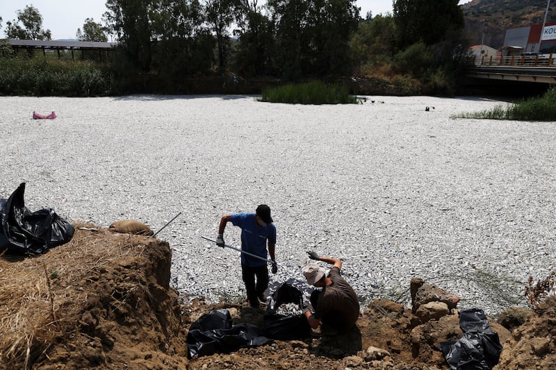 The dead freshwater fish have collected in the harbour at Volos in central Greece (AP Photo/Vaggelis Kousioras)