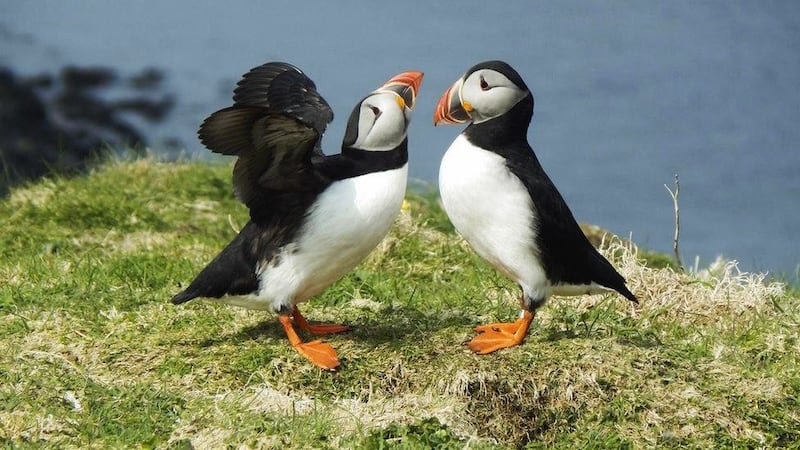 Puffins displaying courtship towards each other PICTURE: JOHN BOWLER, RSPB