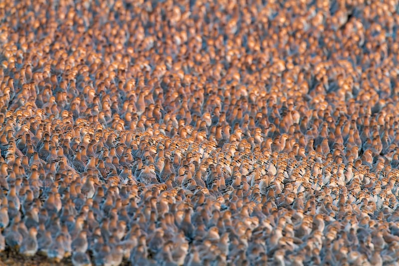 Red knots at Snettisham (Alamy/UK)