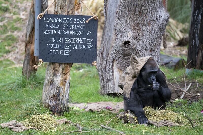 Mjukuu the western lowland gorilla