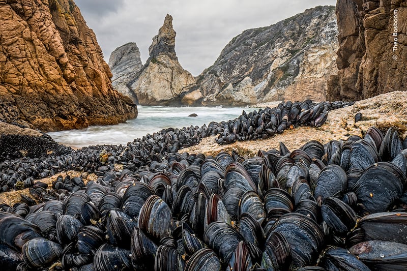 Theo Bosboom shows how mussels bind together to avoid being washed away from the shoreline. (Theo Bosboom/Wildlife Photographer of the Year)