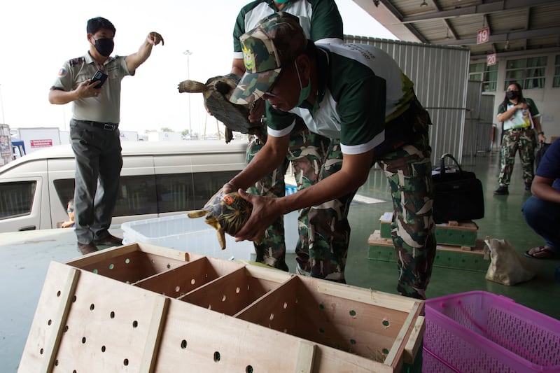 The creatures were packaged for return to Tanzania at Suvarnabhumi International Airport in Samut Prakarn province (Ujjwal Meghi/Interpol/via AP)