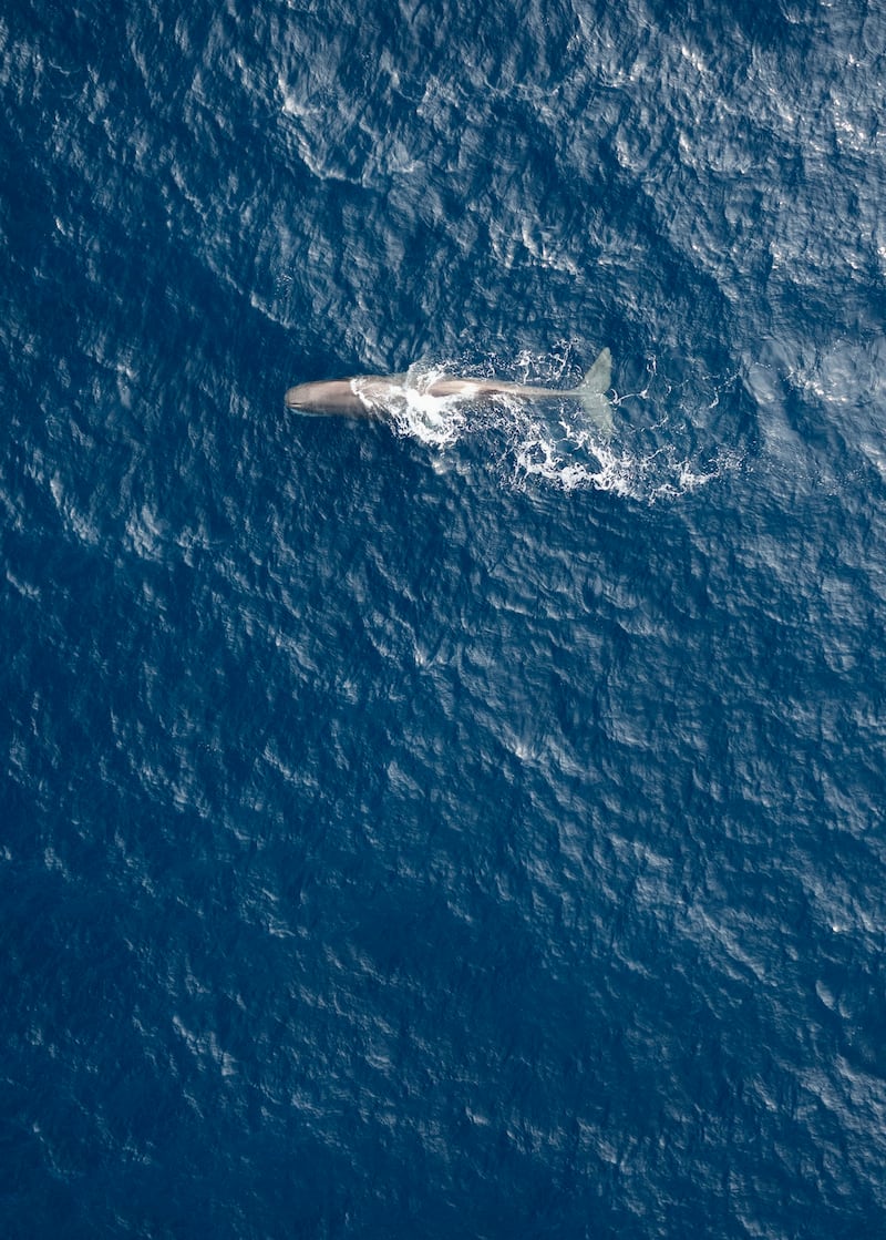 Aerial of a sperm whale taken near the Witness in the Norwegian sea. (Christian Åslund /Greenpeace)