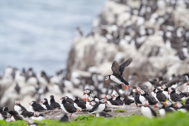 This year’s puffin count on the Farne Islands will be the first full census since 2019