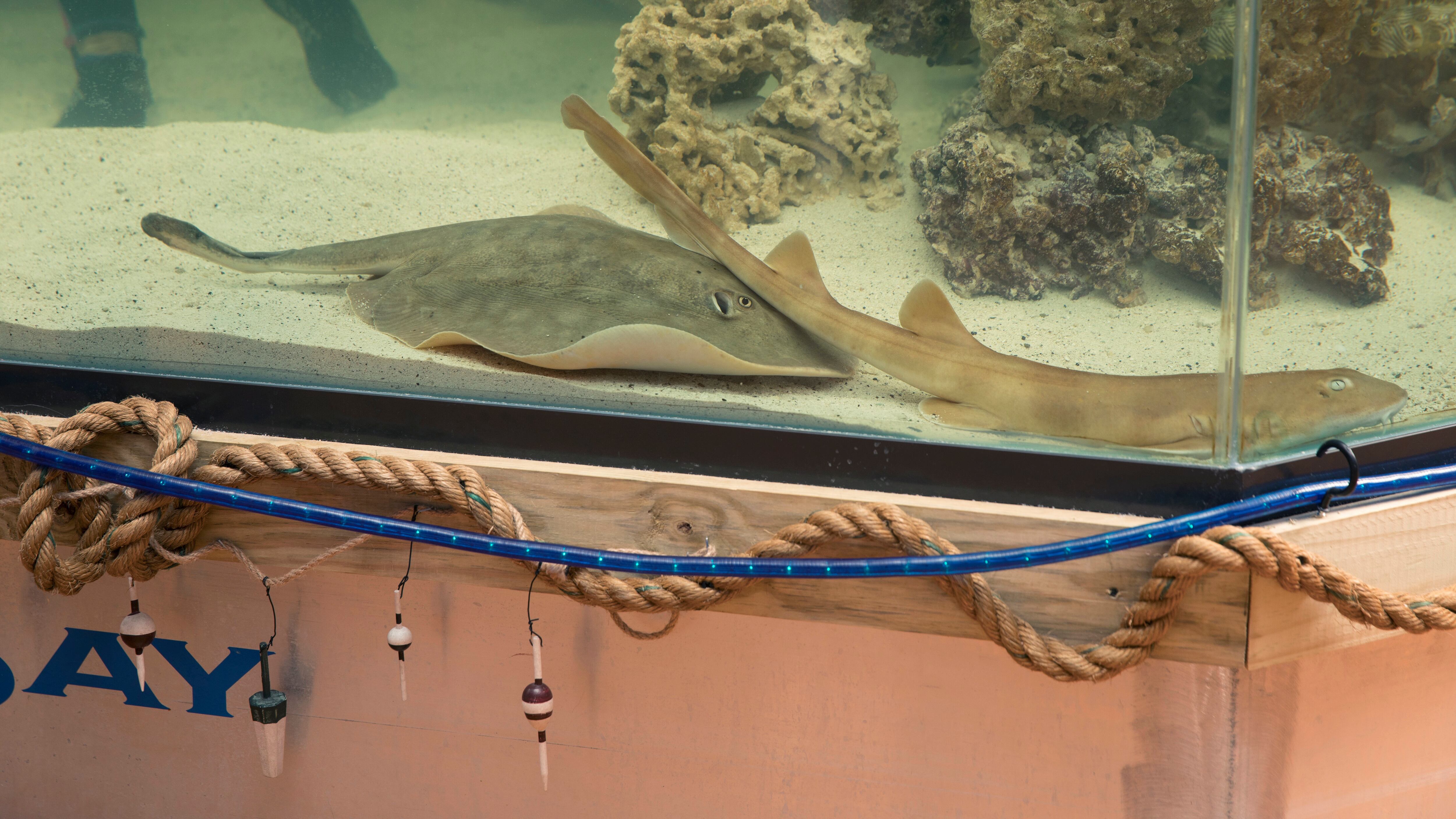 Charlotte, a round stingray, at the Aquarium and Shark Lab in North Carolina (Aquarium and Shark Lab by Team ECCO via AP)