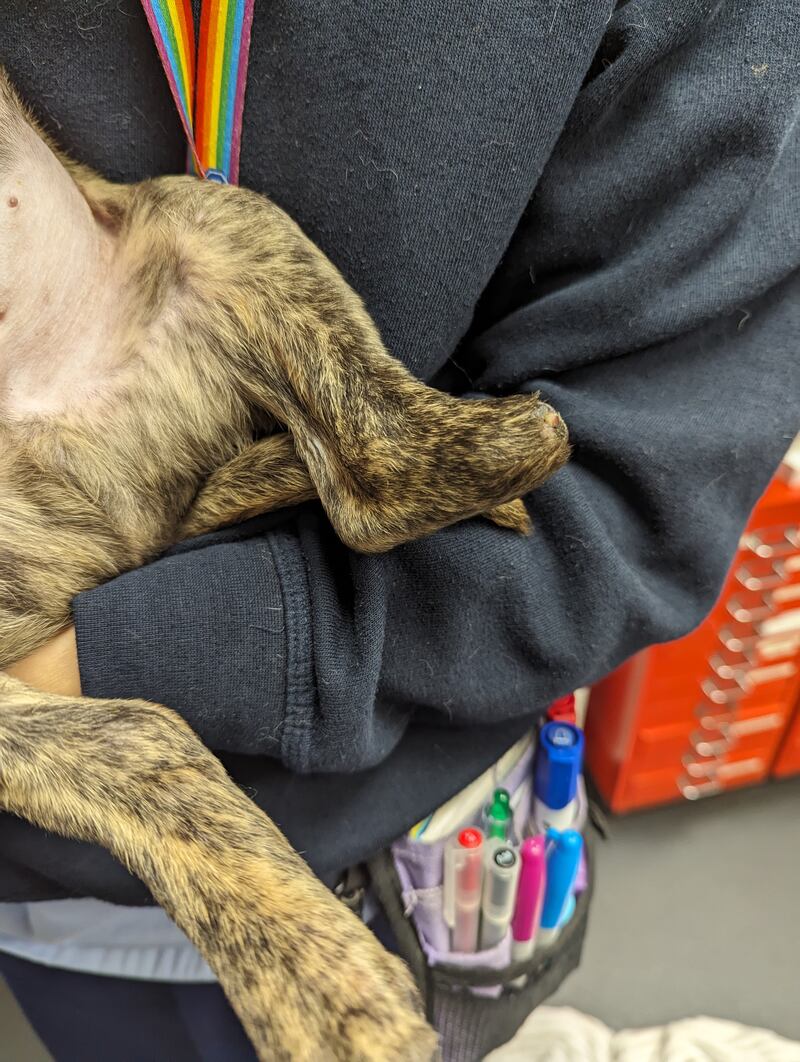 The puppy was abandoned in a carrier bag on a car park.