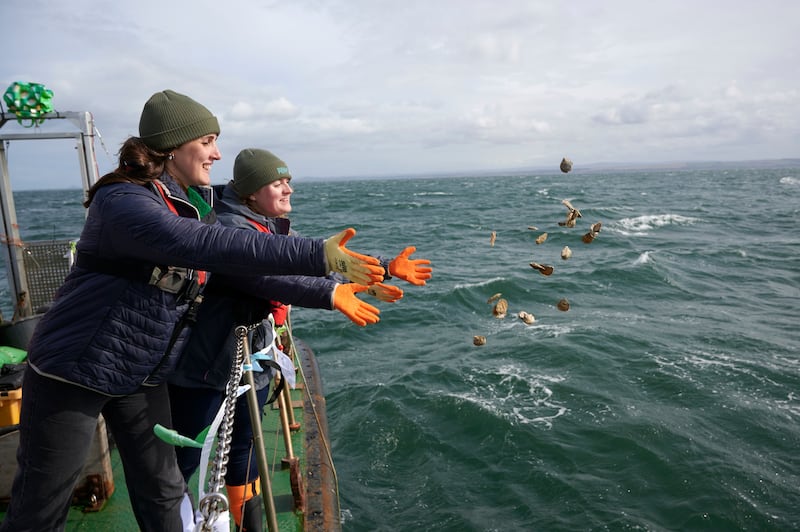 Around 30,000 oysters have been released in the area since September 2023