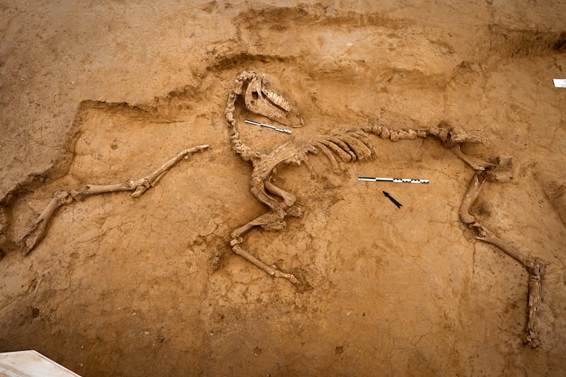 One of several horse skeletons unearthed in 2022 .