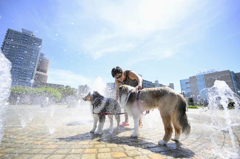 A man cools down his dogs at a fountain in Hamamatsu, Shizuoka prefecture, central Japan (AP)